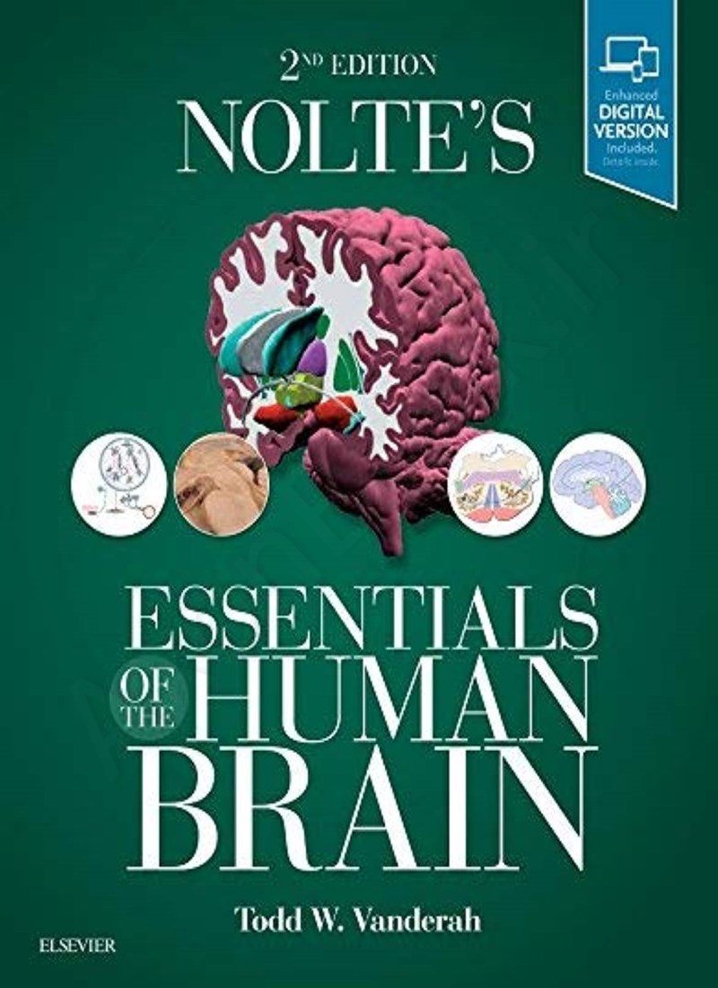 Nolte's Essentials of the Human Brain main 1 1