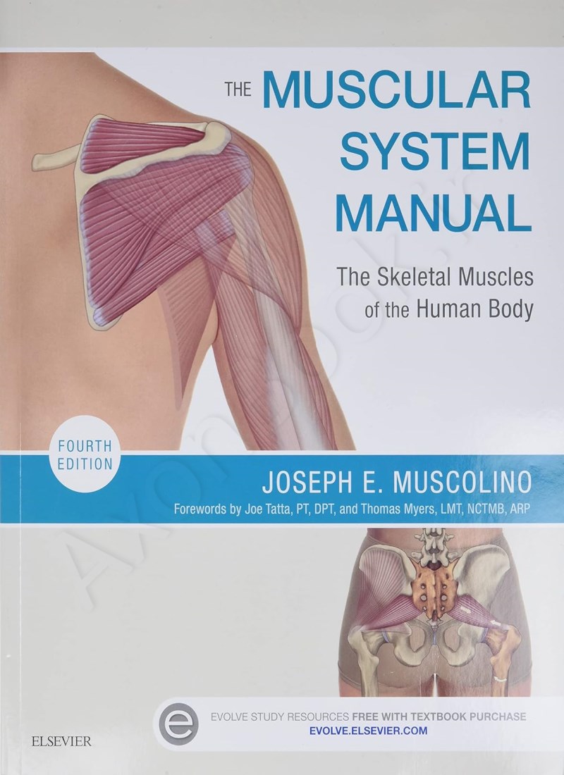 The Muscular System Manual main 1 1